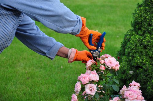 Professional tree pruning and crown reduction by local arborists